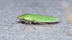 Draeculacephala robinsoni