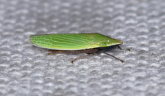 Draeculacephala bradleyi