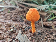 Agaricus trisulphuratus