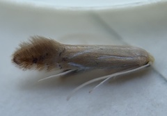 Phyllonorycter basistrigella