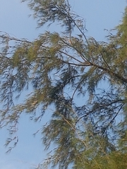 Psittacula alexandri