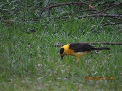 Gymnomystax mexicanus