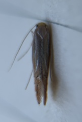 Phyllonorycter basistrigella