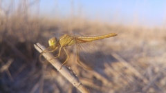 Crocothemis