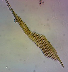 Bacillaria paxillifera