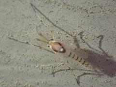 Coelotanypus concinnus