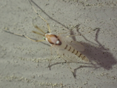 Coelotanypus concinnus