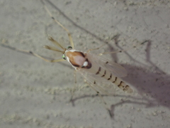 Coelotanypus concinnus