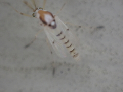 Coelotanypus concinnus
