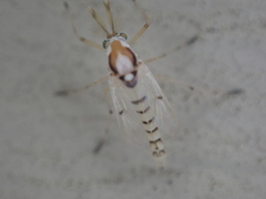 Coelotanypus concinnus