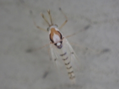 Coelotanypus concinnus