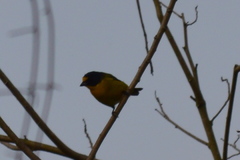 Euphonia hirundinacea