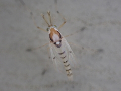 Coelotanypus concinnus