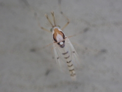 Coelotanypus concinnus