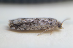 Gretchena watchungana