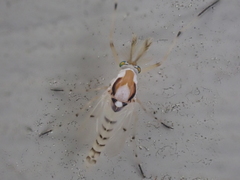 Coelotanypus concinnus