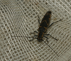 Saperda tridentata