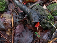 Crepidotus cinnabarinus