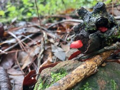 Crepidotus cinnabarinus