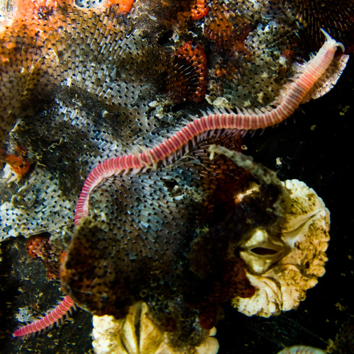 Dorvillea moniloceras