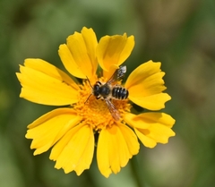 Megachile inermis