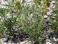 Ipomopsis spicata spicata