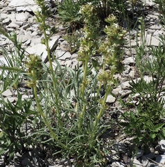 Ipomopsis spicata spicata