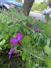 Lunaria