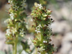 Ipomopsis spicata spicata
