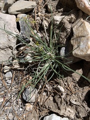Lomatium graveolens alpinum