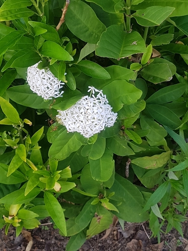 Ixora finlaysoniana