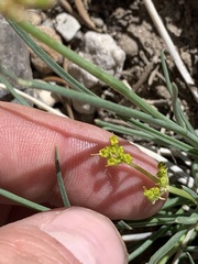 Lomatium graveolens alpinum