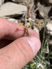 Lomatium graveolens alpinum