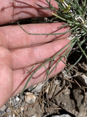 Lomatium graveolens alpinum