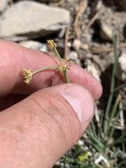 Lomatium graveolens alpinum
