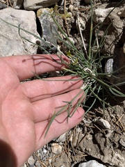 Lomatium graveolens alpinum
