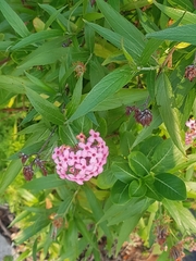 Arachnothryx leucophylla