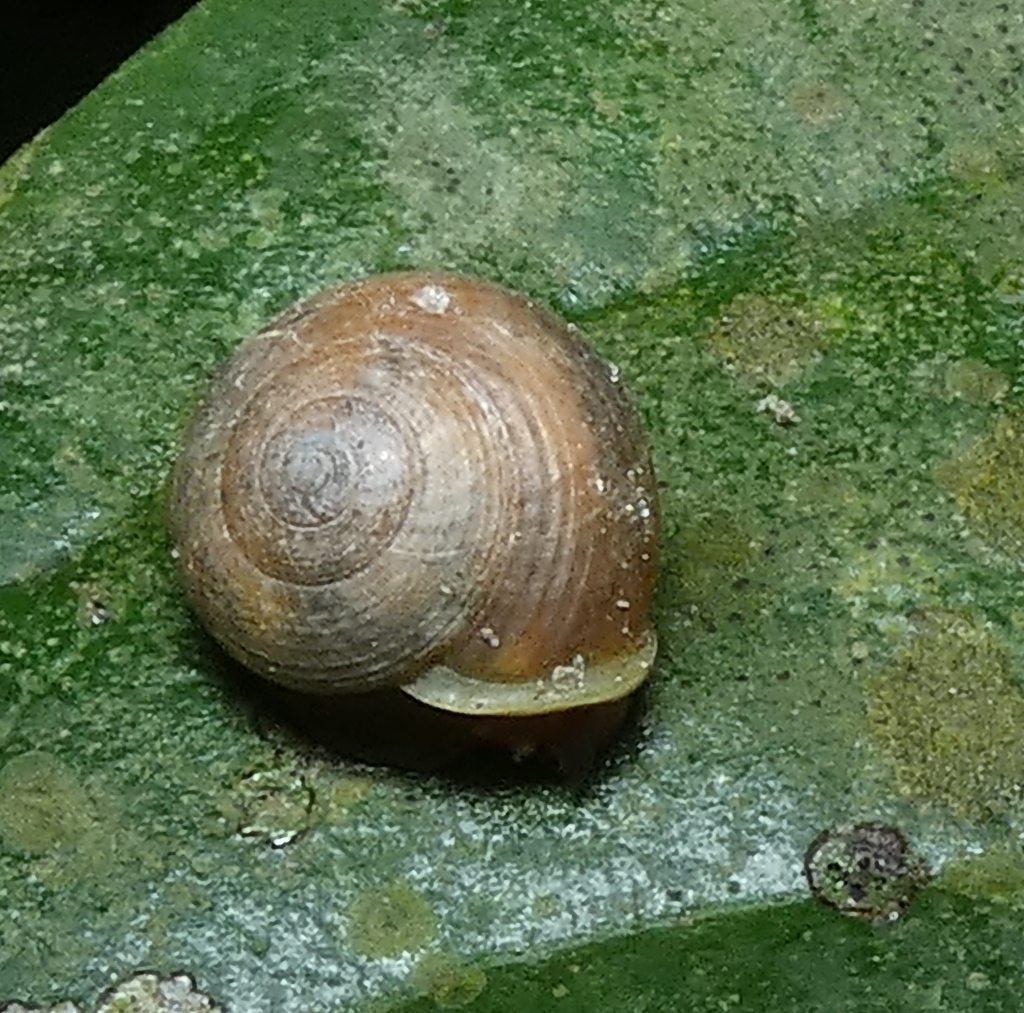 Helicina rotundata