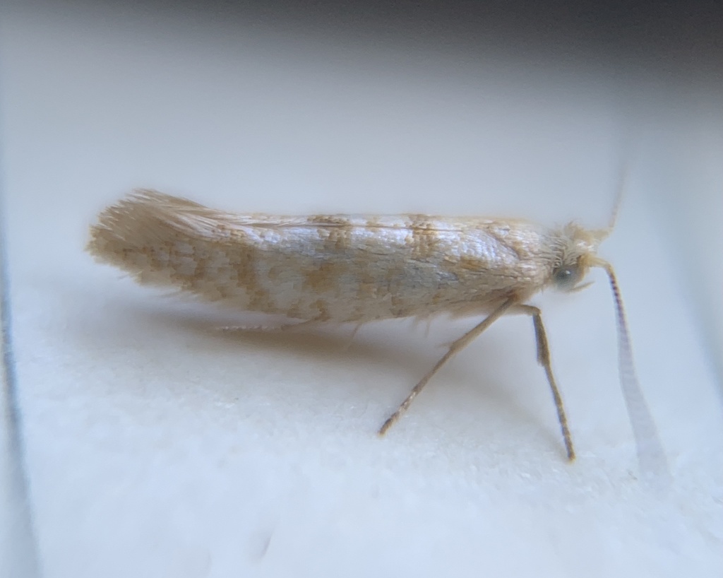 Argyresthia sabinae