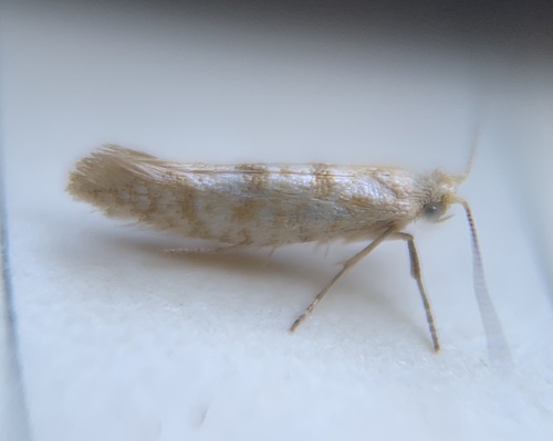 Argyresthia sabinae