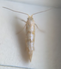 Argyresthia freyella