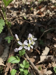 Cardamine douglassii