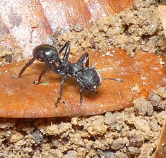 Cephalotes atratus