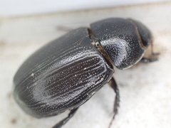 Dyscinetus morator