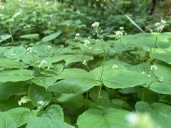 Circaea alpina pacifica