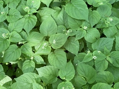 Circaea alpina pacifica