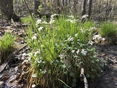 Cardamine douglassii