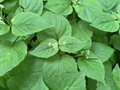 Circaea alpina pacifica