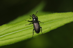 Platycerus depressus