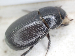 Dyscinetus morator